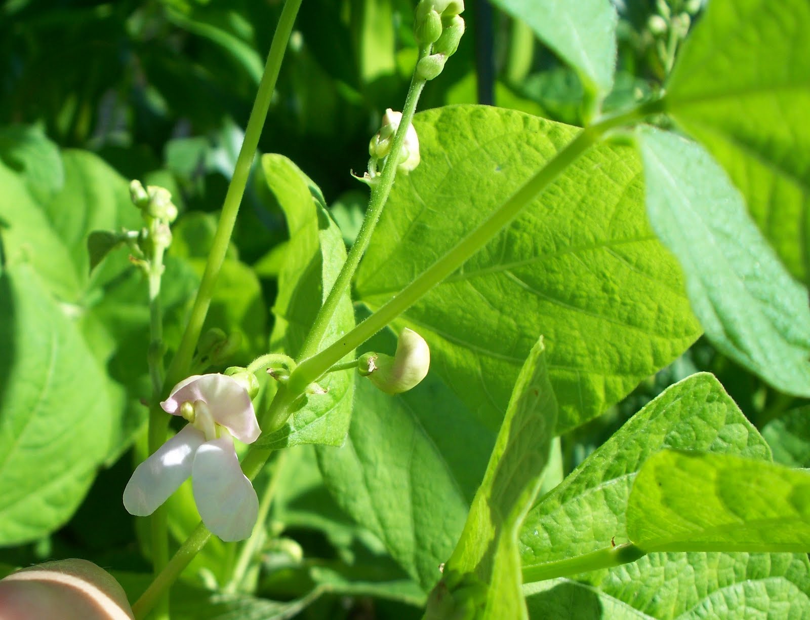 [kidney+bean+plant.jpg]