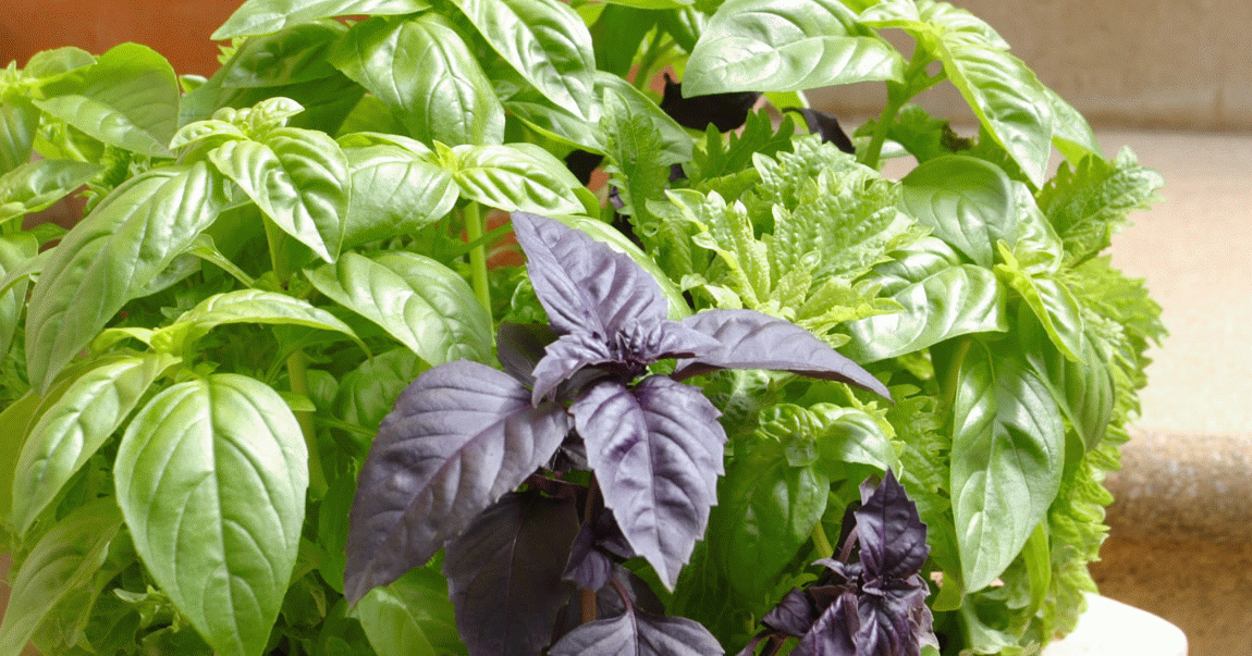 HOW TO GROW BASIL FROM SEED INDOORS The Garden of Eaden