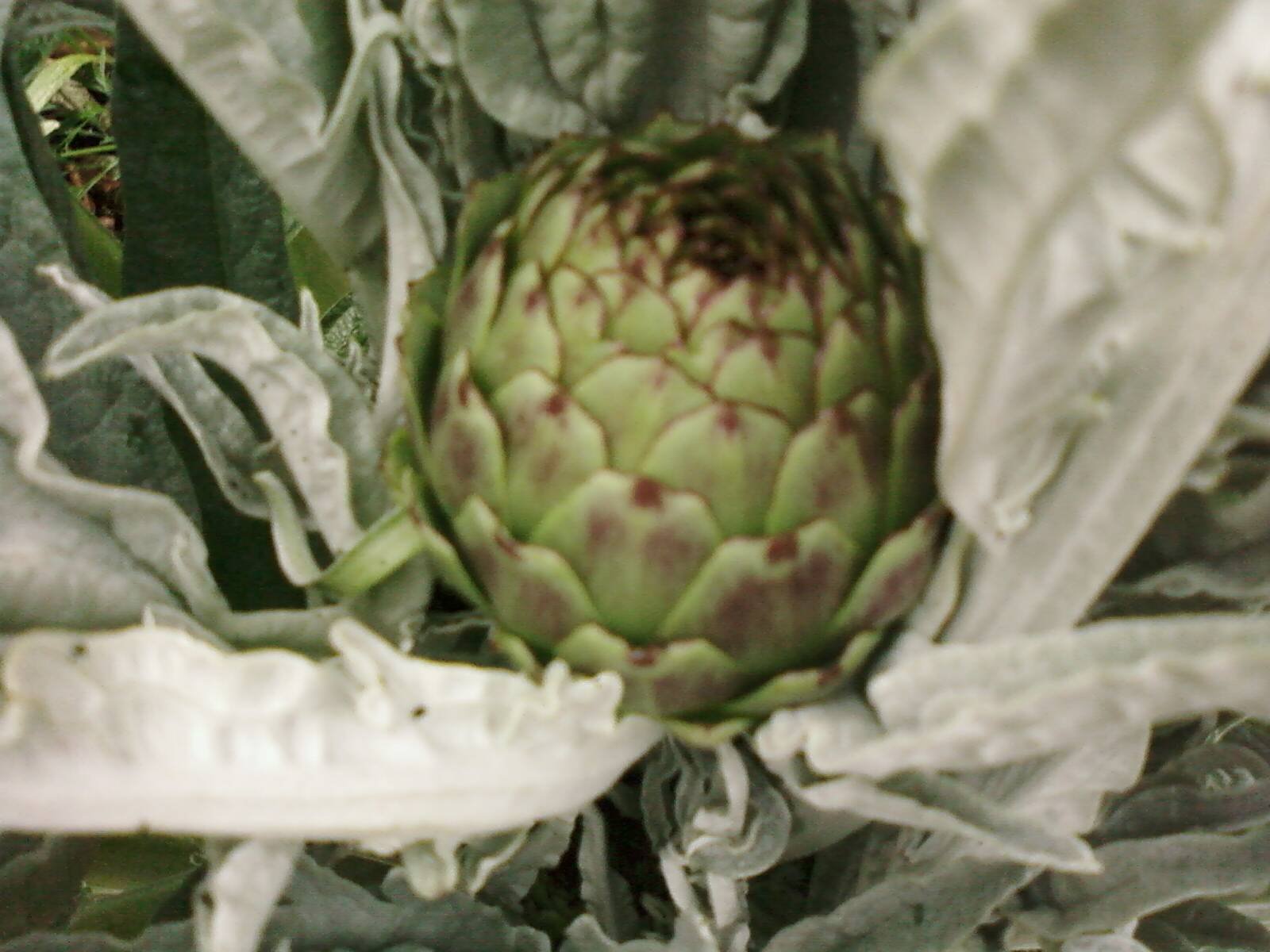 [artichoke+1.bmp]