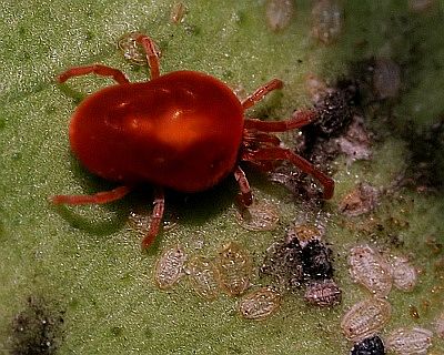 [red+spider+mite.jpg]