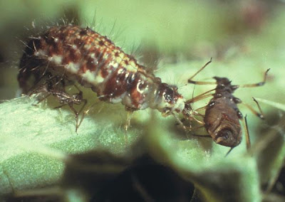 Hoverfly larvae attacking and adult aphid