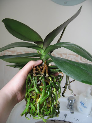 How to repot and orchid