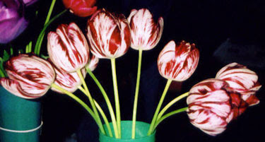 Tulip ‘Semper Augustus’ does it still exist?