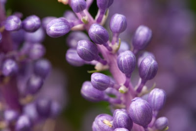 Plants for dry shade