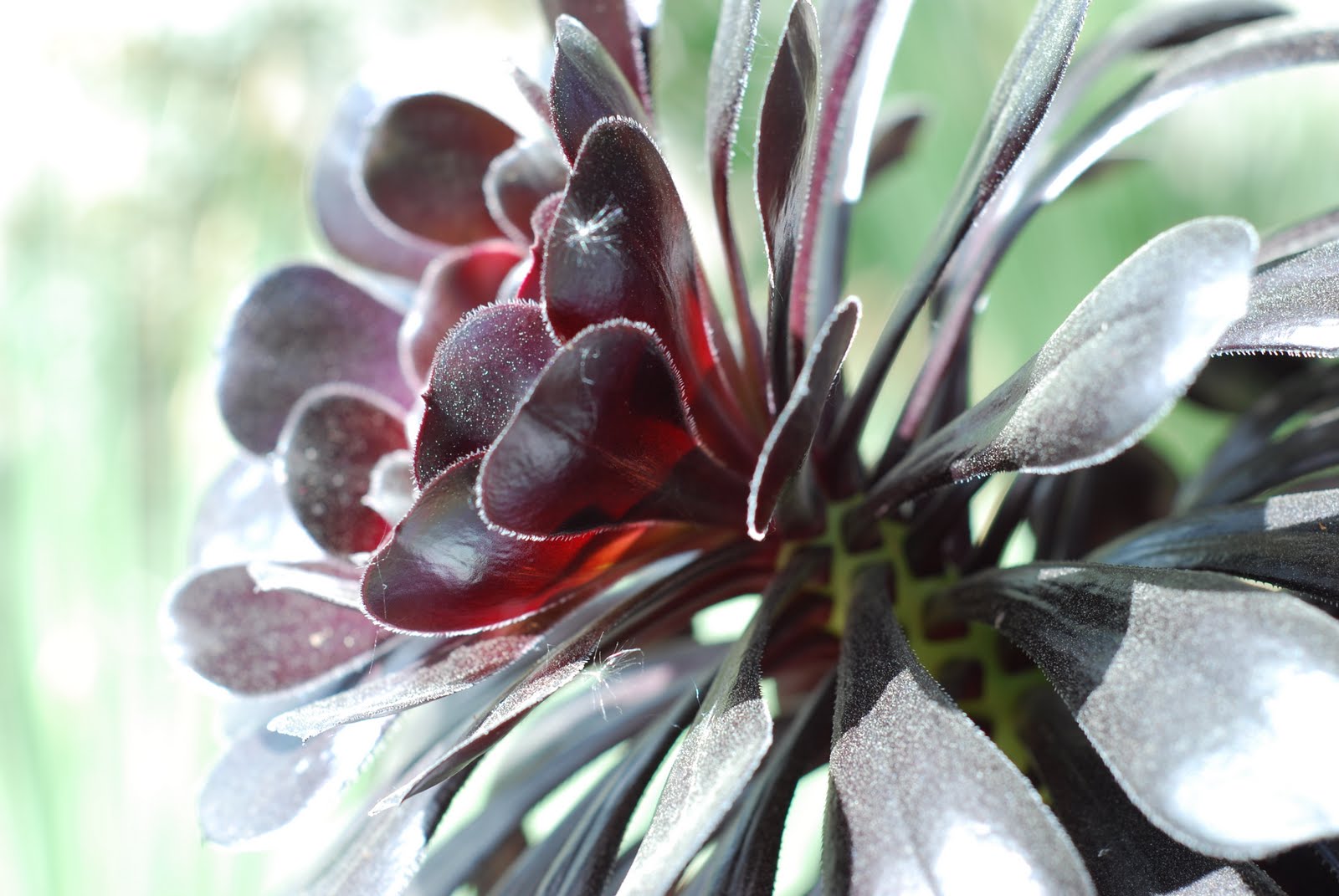 HARDY CACTI AND SUCCULENTS FOR GROWING OUTSIDE The Garden of Eaden