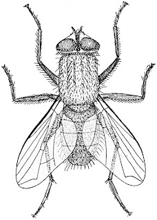 A common housefly [Hertwig, Richard (1909). A Manual of Zoology, p. 492]