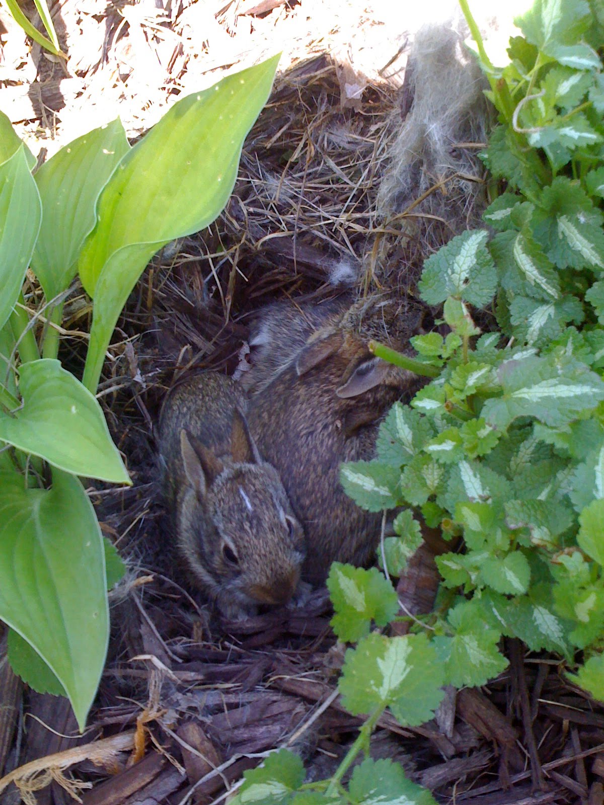 Our Garden Path Baby Bunny Nest Found