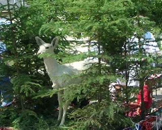 The albino deer from Curtis Drug