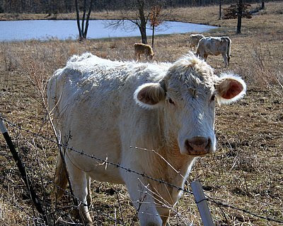 Charolais Cattle in Missouri