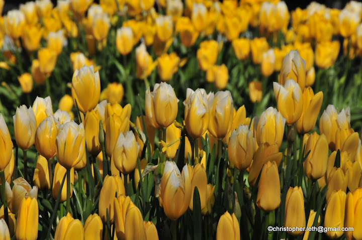 Copenhagen Clicks: Tulips