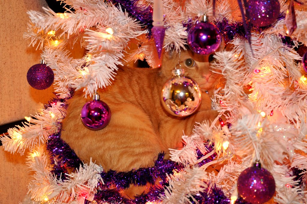 A Family Tree of Holidays Christmas Trees Christmas Tree Cats!