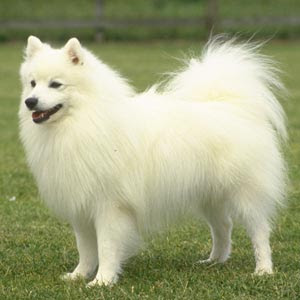 >Perros FCI Grupo 5: Razas de Perros categoria grupo 5