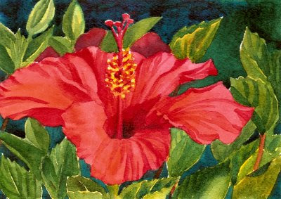 Zeh Original Art Blog Watercolor and Oil Paintings: Red Hibiscus