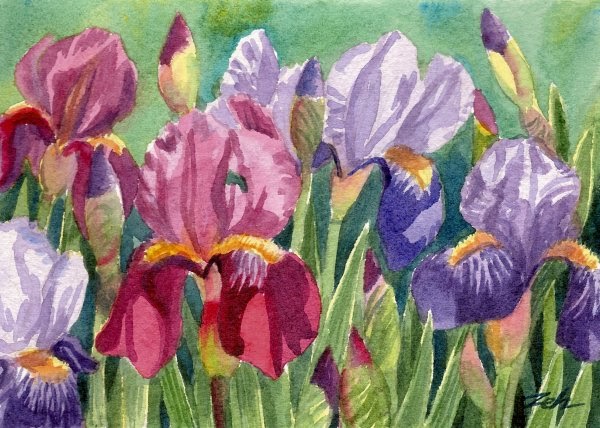 Zeh Original Art Blog Watercolor and Oil Paintings: Iris Garden ...