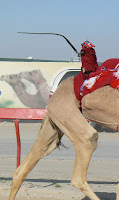 One camel gets an ass whipping