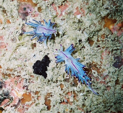 Two colourful sea slugs, Flabellina Rubrolineata, face off on the seabed.