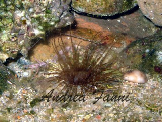 cerianthus mambranaceus cerianthus mambranaceus