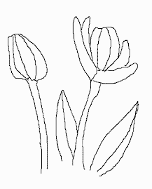 Spring Flowers
