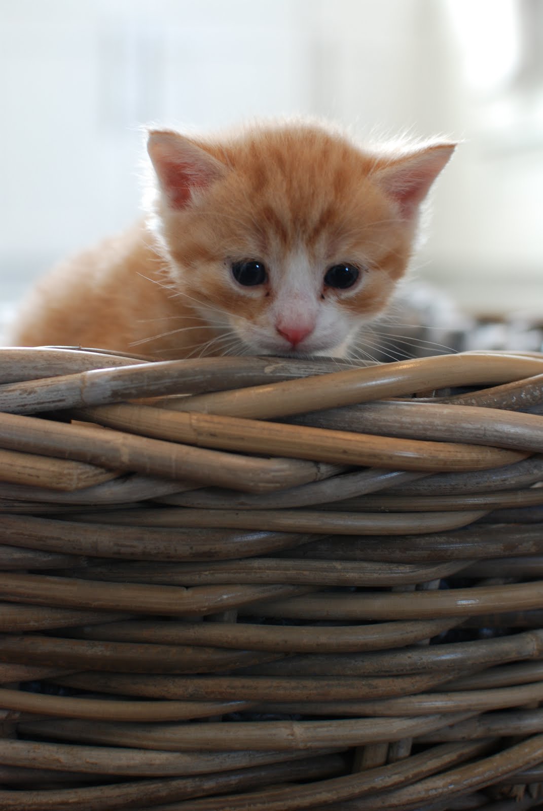 Stormy Daniels pornosini onlayn tomosha qiling