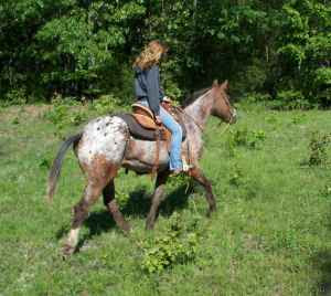 5 Acre Dream (minus the 5 acres): Craigslist Horse