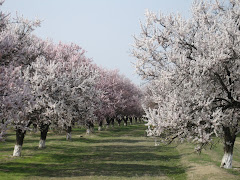 Batken on aprikoosiviljelyaluetta