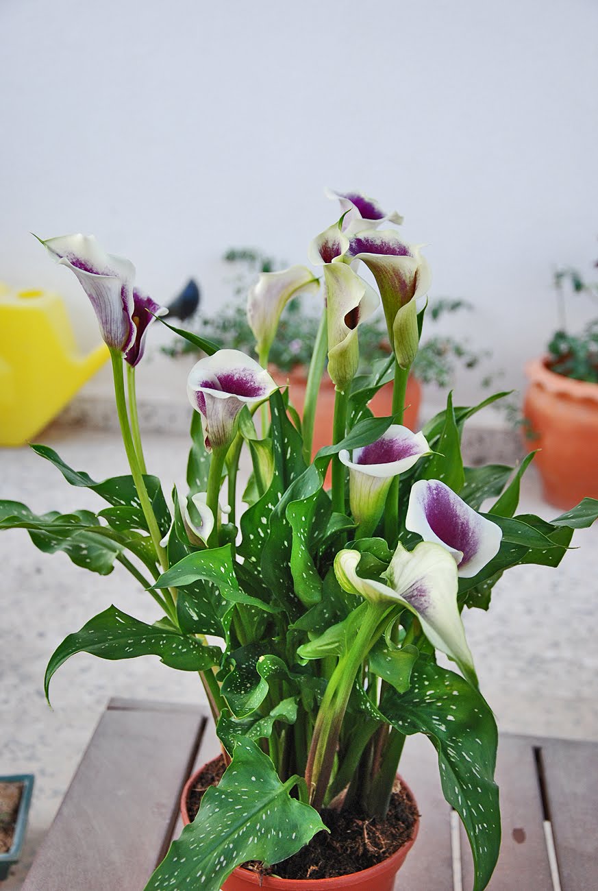 The Flowers Market Calla Lily
