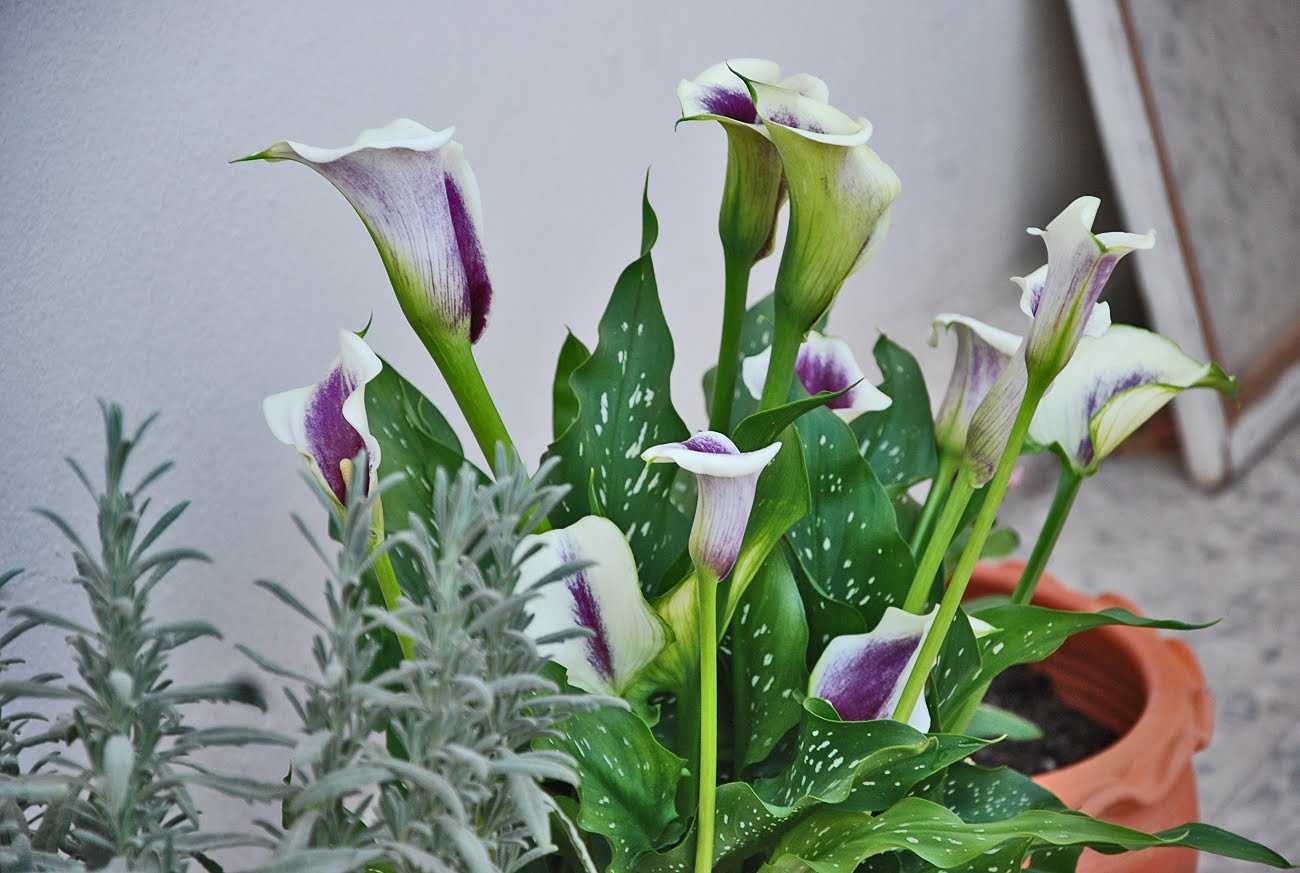 The Flowers Market: Calla Lily