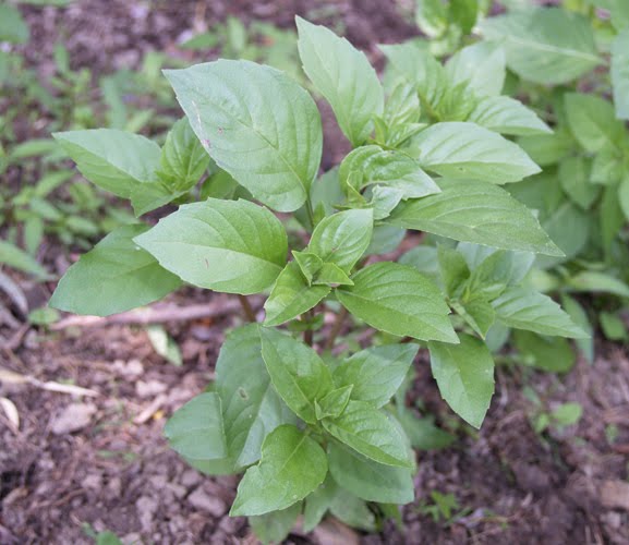 BA Farm Blog Basil Varieties