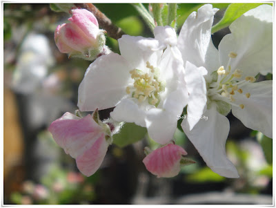 Fuji Apple Blossoms