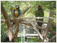 colorful parakeets contentment