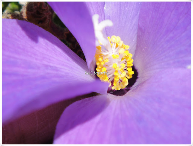 purple princess flower