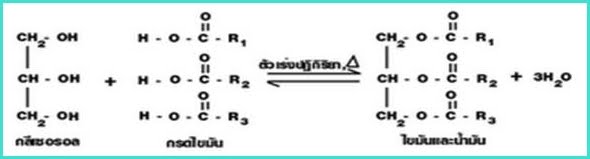 Nueng N\u0026F 5231: \u0e02\u0e49\u0e2d\u0e2a\u0e2d\u0e1a o-net \u0e1b\u0e35 2552 \u0e02\u0e49\u0e2d 21-25