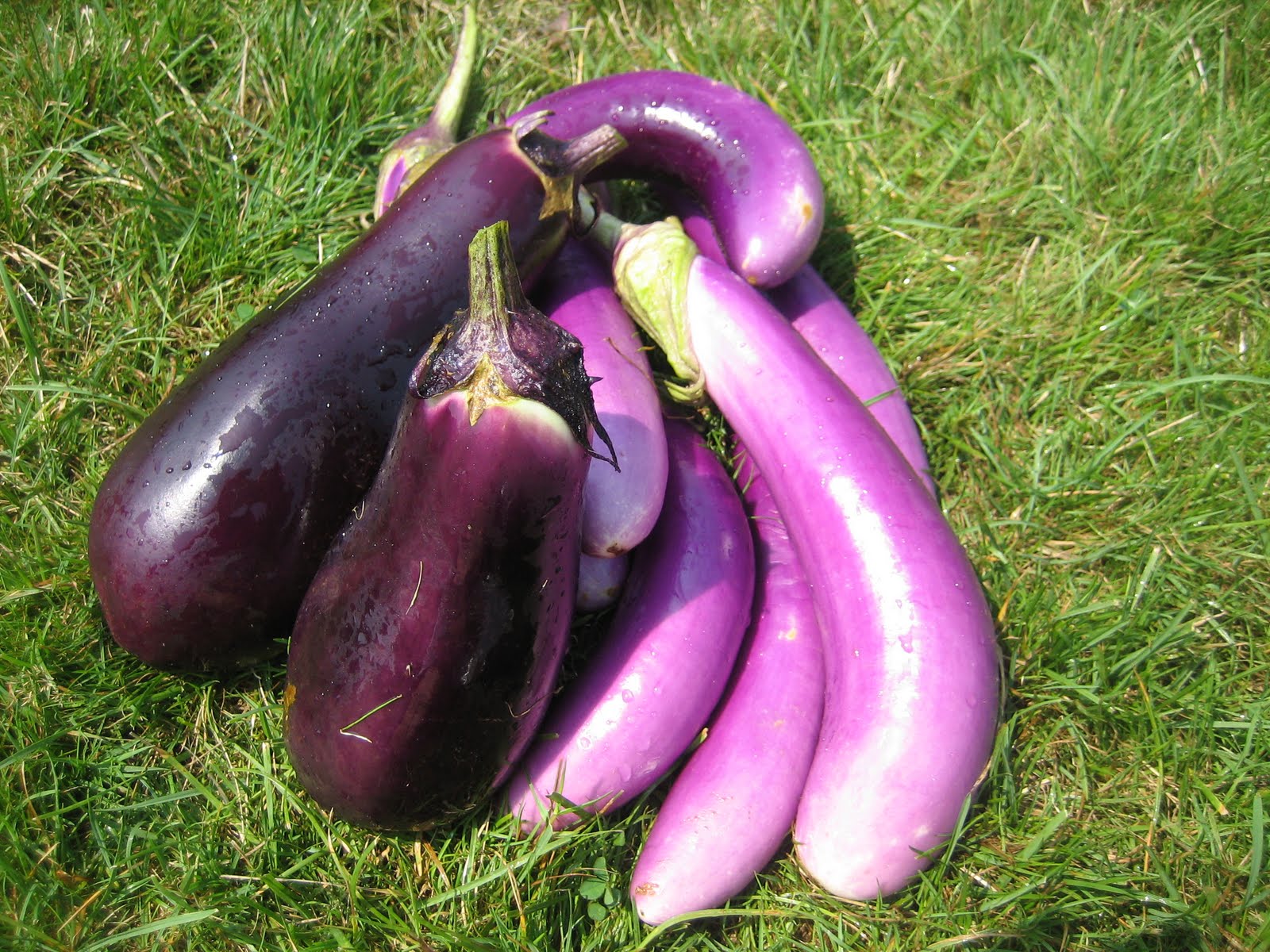 Farmer Jen's Garden: Eggplant's cool colors!