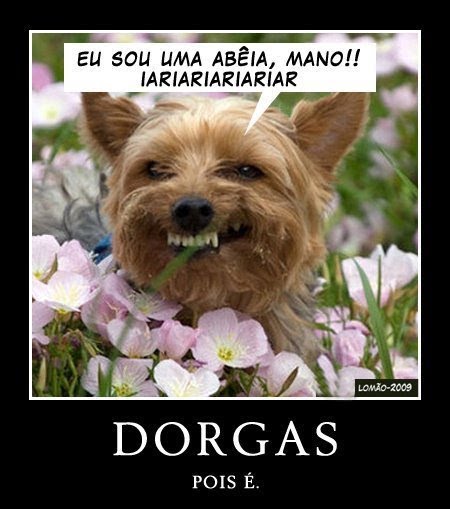 dorgas7.jpg
