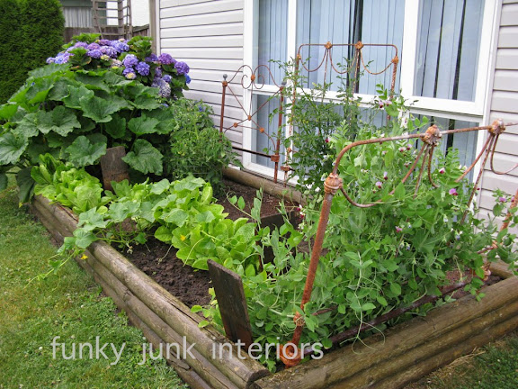 Learn how I use rusty vintage headboards for a garden trellis, plus loads of other garden growing tips! Click to learn more. #gardening #vegetables #flowers