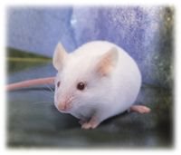 [raton.bmp]