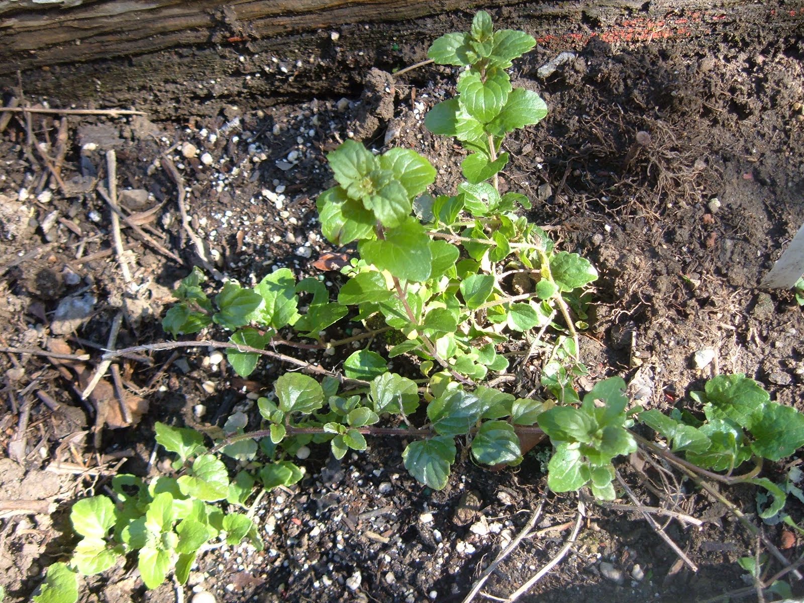 [yeurba+buena.JPG]