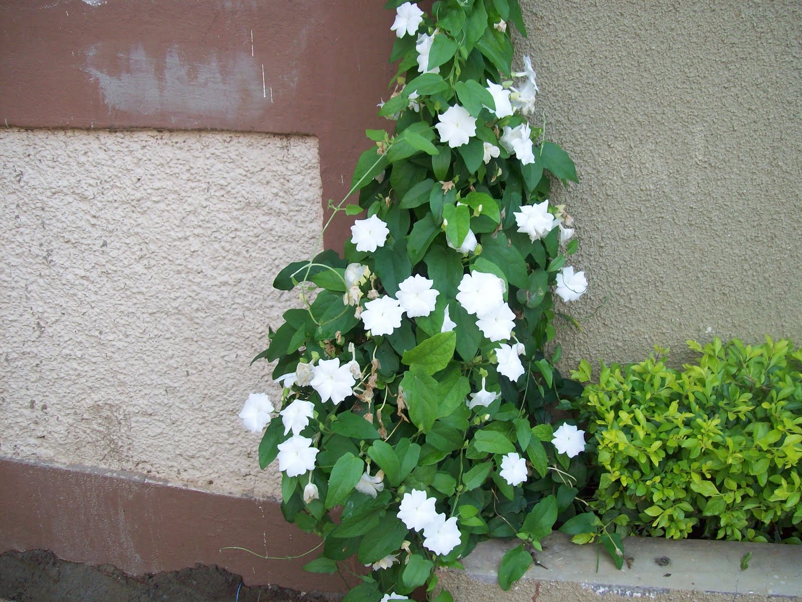 gardentropics Today's Flowers Beauty without Perfume