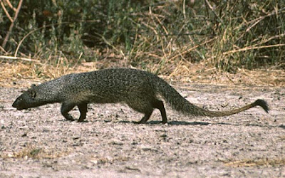 Zoológico Virtual do Brasil! Seu Safari Virtual!: Sacarrabos