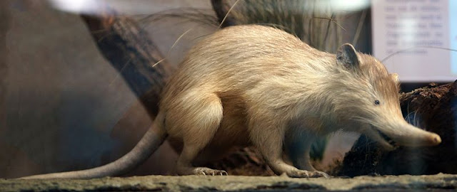 Resultado de imagem para solenodonte