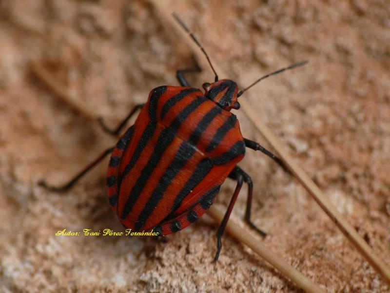Villacarrillo Y Su Biodiversidad Graphosoma Lineatum Linnaeus 1758 