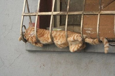 [cats-sleeping-window-railing.jpg]
