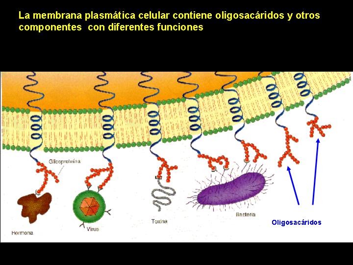 Biologia Celular Interativa Membrana Plasmática