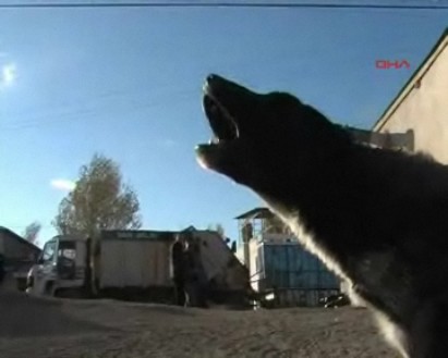 [jonah+4+screaming.jpg]