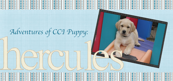 Adventures of  a CCI puppy: Hercules III