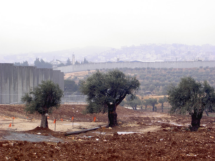 Olive Trees Outside Bethlehem Wall