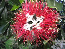 A flor da POHUTUKAWA