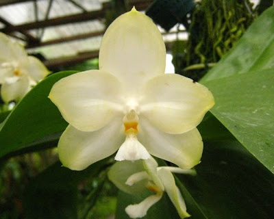 Charlie's Orchid farm Charlie's Orchid farm