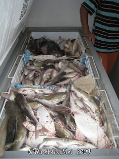 lots of fish at Kampung Sempadi, in the freezer