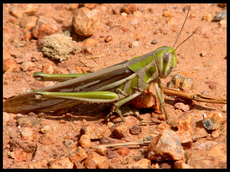 Invertebrados: Insetos